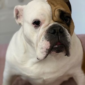 Meet your Posher, Lyra